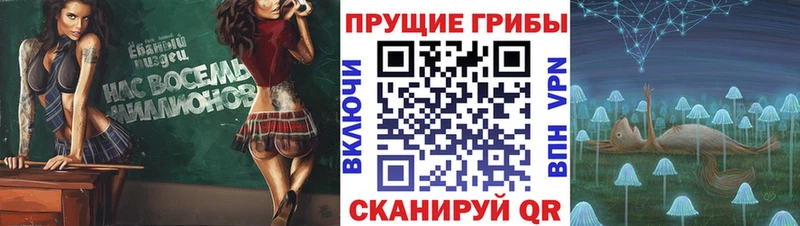 где купить наркоту Давлеканово Псилоцибиновые грибы Cubensis